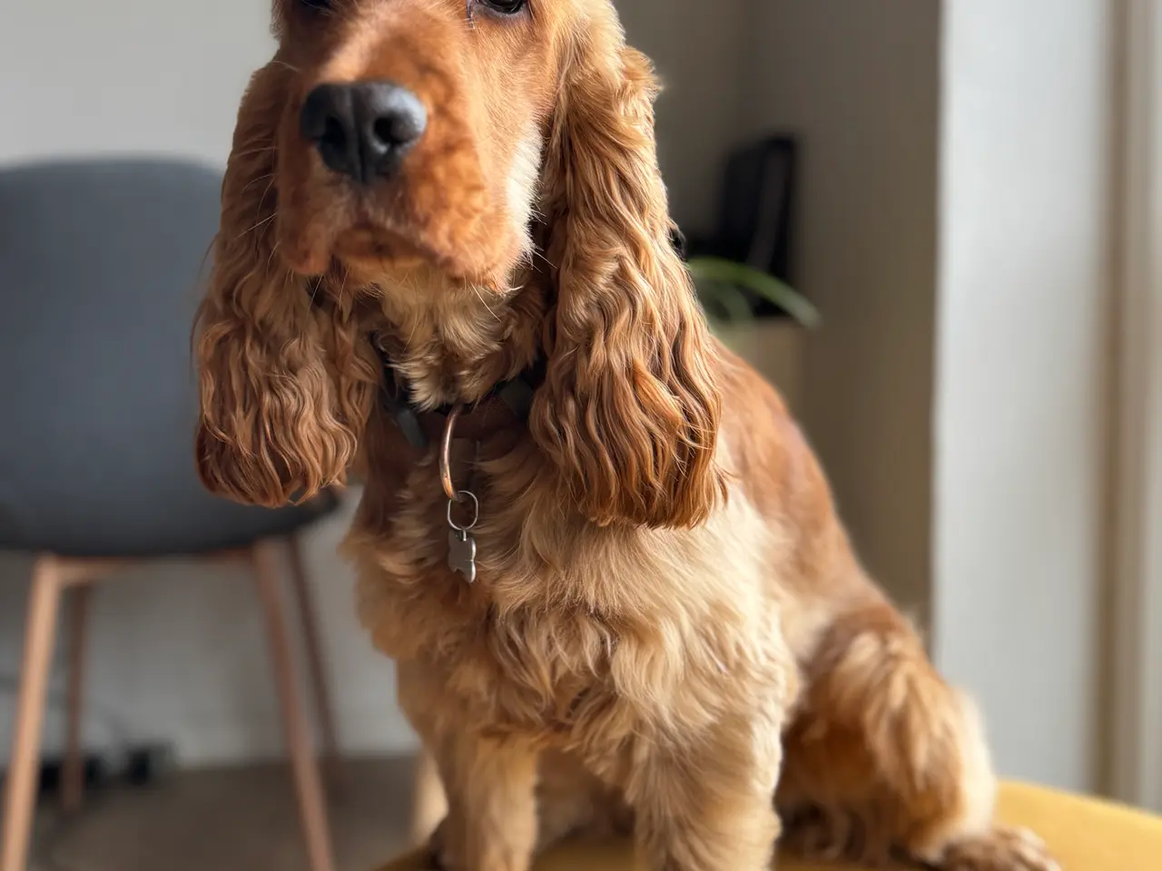 Billede 2 - Anker Engelsk cockerspaniel tilbydes til avl. 