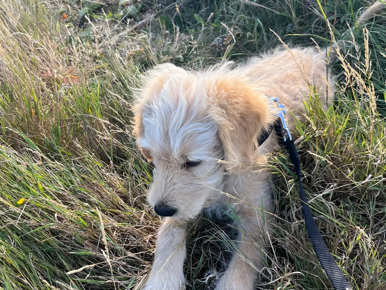 Billede 6 - Golden Doodle