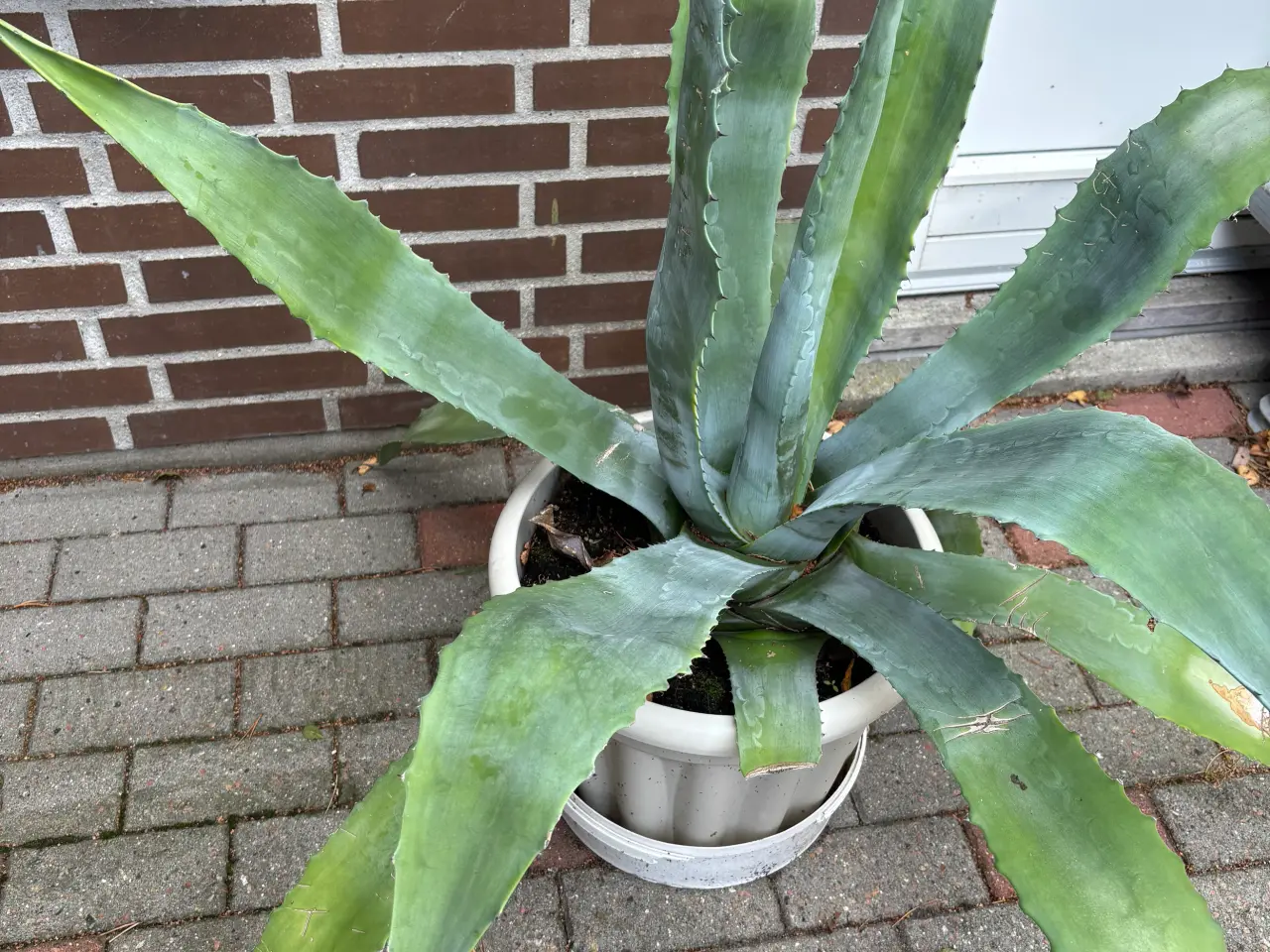Billede 1 - Afhentes gratis: Agave plante