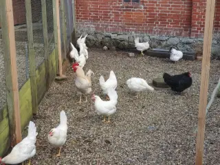 Havehøns