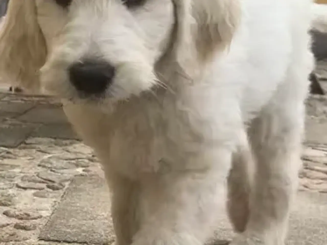 Billede 3 - Golden DOODLE - 3 drenge-hvalpe