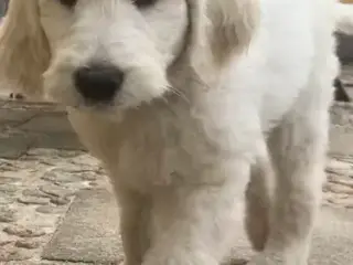 Golden DOODLE - 3 drenge-hvalpe - 3