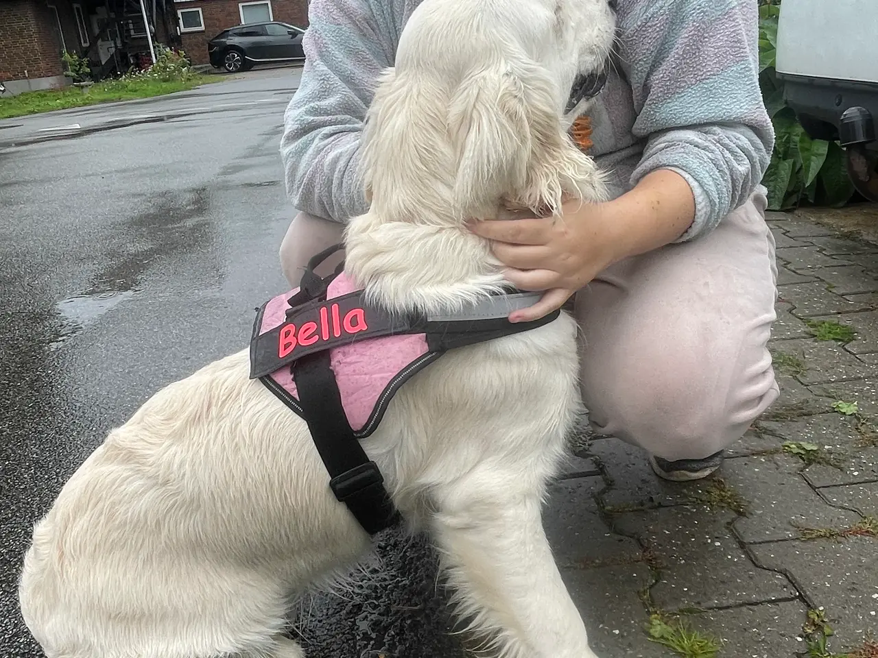 Billede 4 - Omplacering af hund