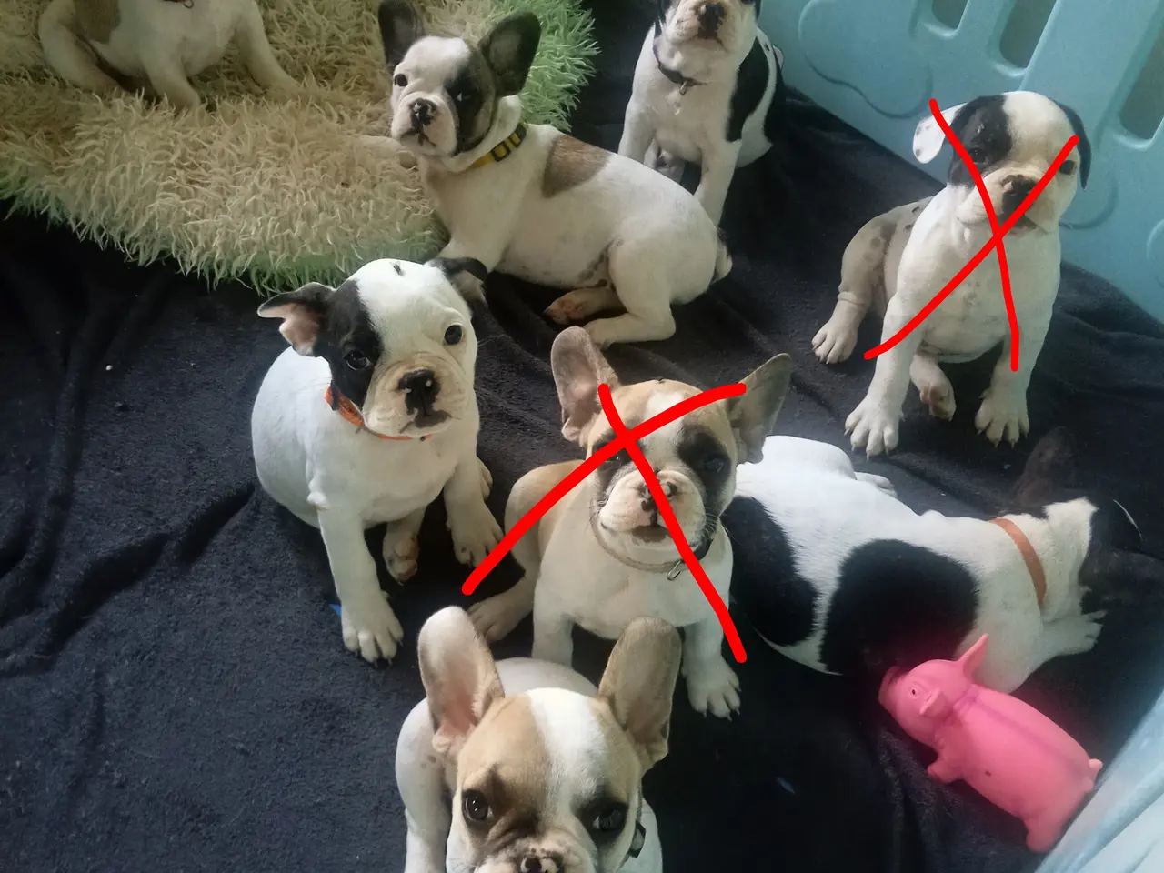 Billede 1 - Frenchies