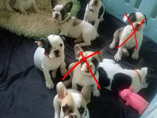 Frenchies 