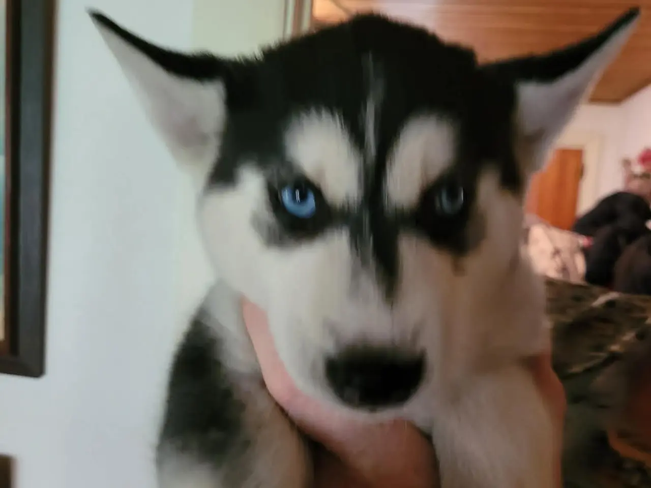 Billede 6 - husky hvalpe