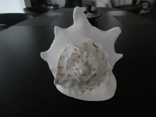 Flotte konkylier