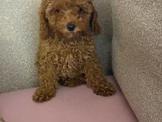 Toy Puddel hvalpe