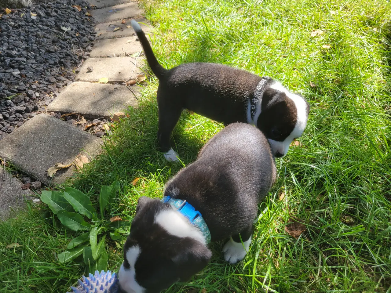 Billede 11 - Staffordshire Bull Terrier hvalpe