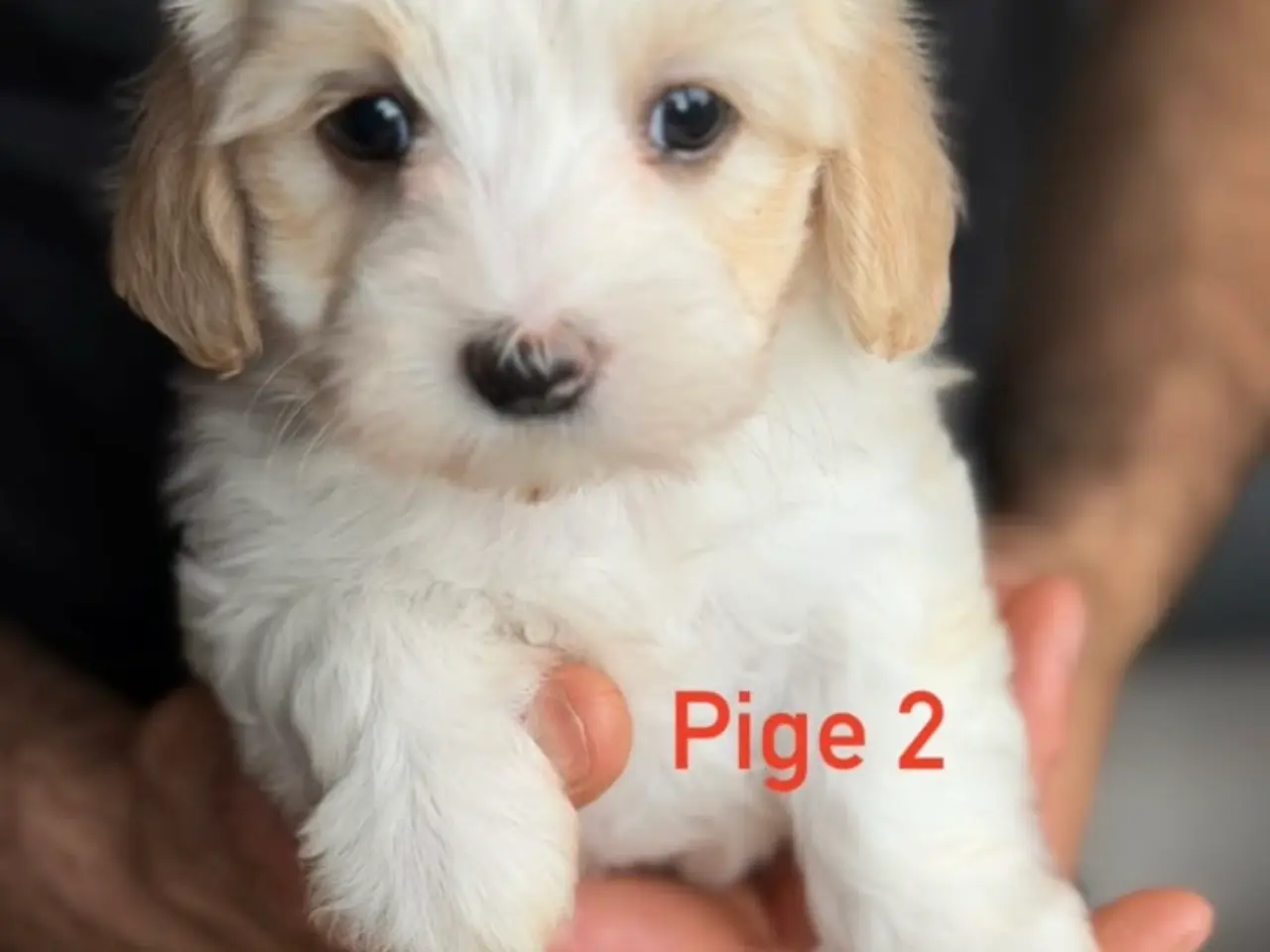 Billede 13 - Bichon Havanese