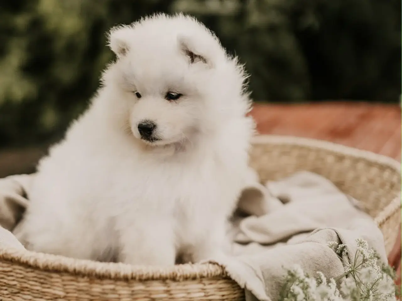 Billede 7 - Samojed-hvalpe fra anerkendt FCI-kennel 