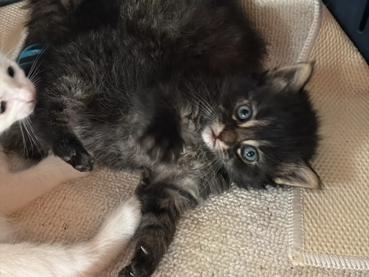 Billede 6 - Meget unikke main coon sælges