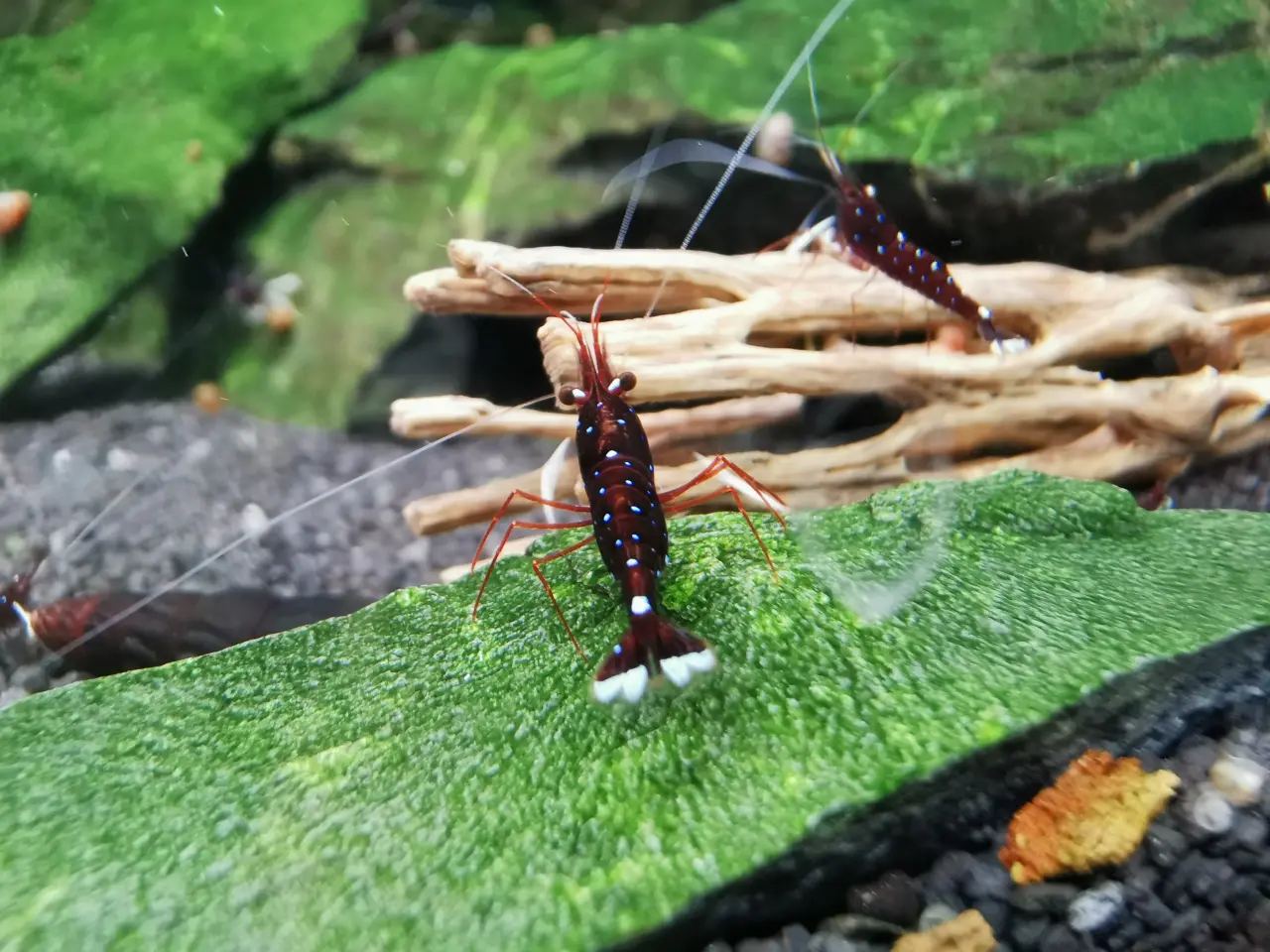 Billede 3 - Kardinalreje - Caridina Dennerli