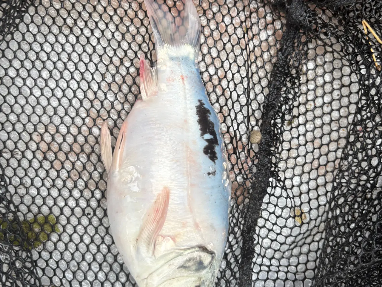 Billede 16 - Fisk / guldfisk 