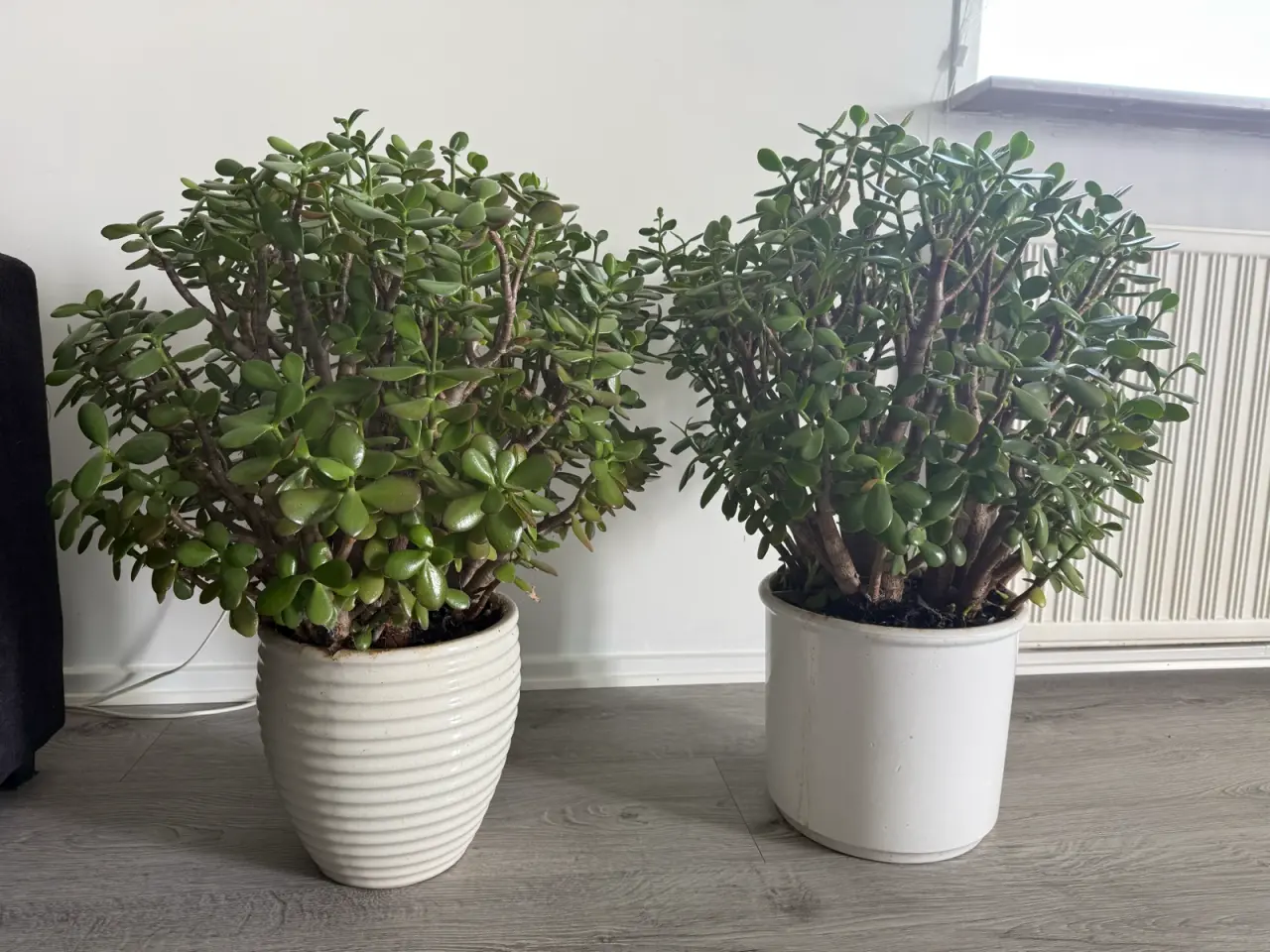 Billede 1 - Store paradis/pengeplanter i hvide krukker.
