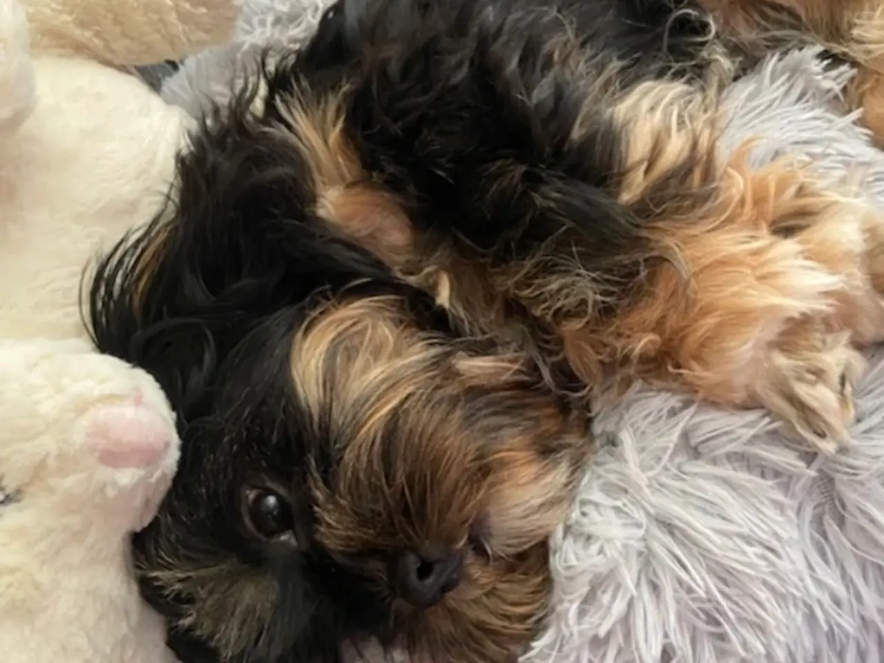 Billede 4 - Shih Tzu/ bichon havanais