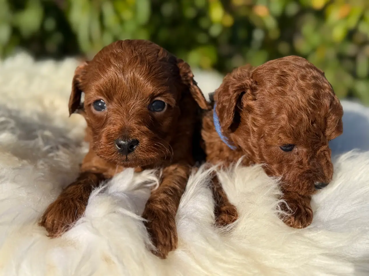 Billede 10 - Goldendoodle F1B