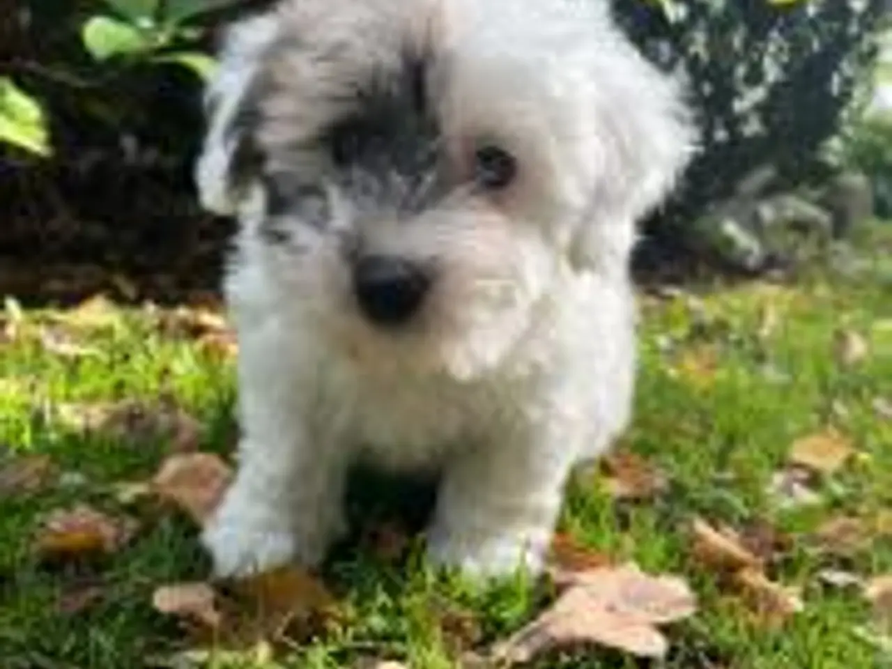 Billede 1 - Coton de tulear hvalpe