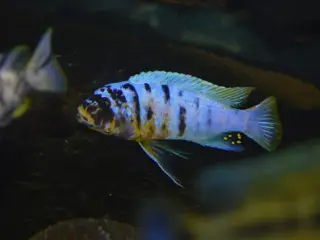 Fainzilberi Makonde (Mbuna)