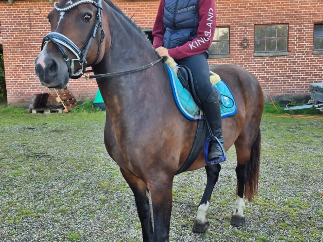 Billede 6 - Sød welsh cob hoppe sælges