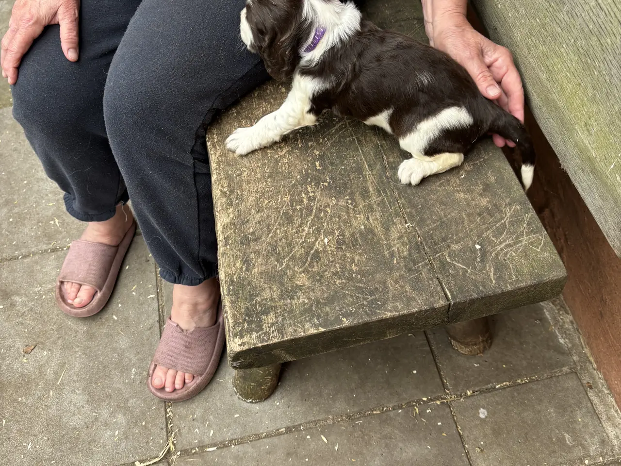 Billede 1 - Engelsk Springer Spaniel