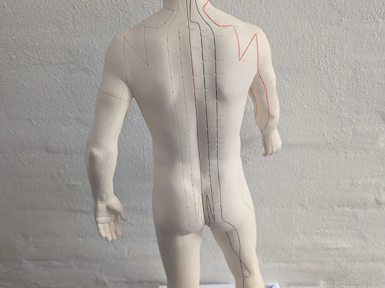 Billede 2 - Anatomisk akupunkturmodel (mand) fra 3B Scientific