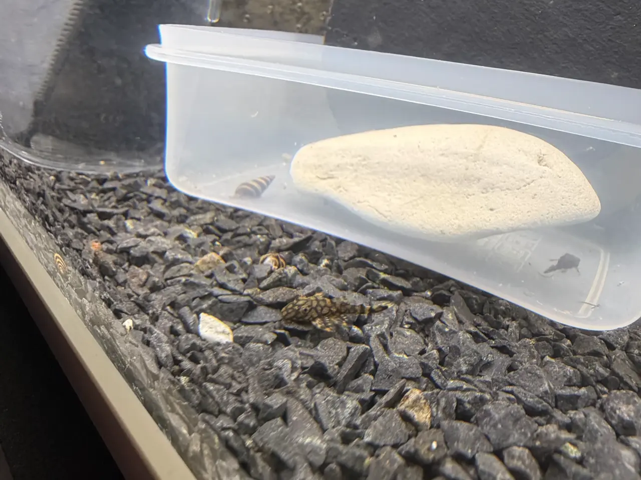 Billede 6 - L519 Honeycomb Pleco – Ancistrus sp.