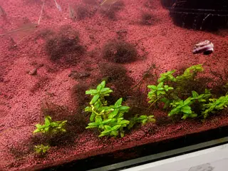 Fisk og planter 
