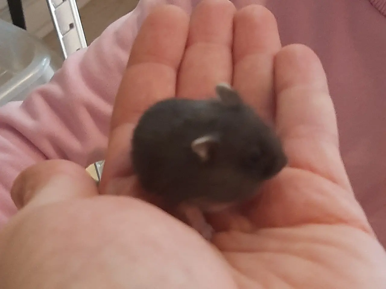 Billede 2 - Søde dværghamstere til salg 🐹
