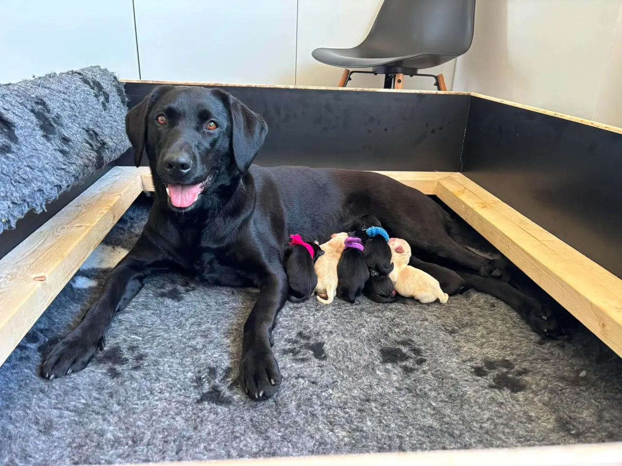 Billede 12 - 💛 Skøn gul Formel 1 Labrador han 💛