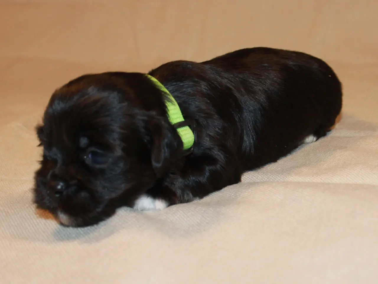 Billede 6 - Lhasa Apso hvalpe