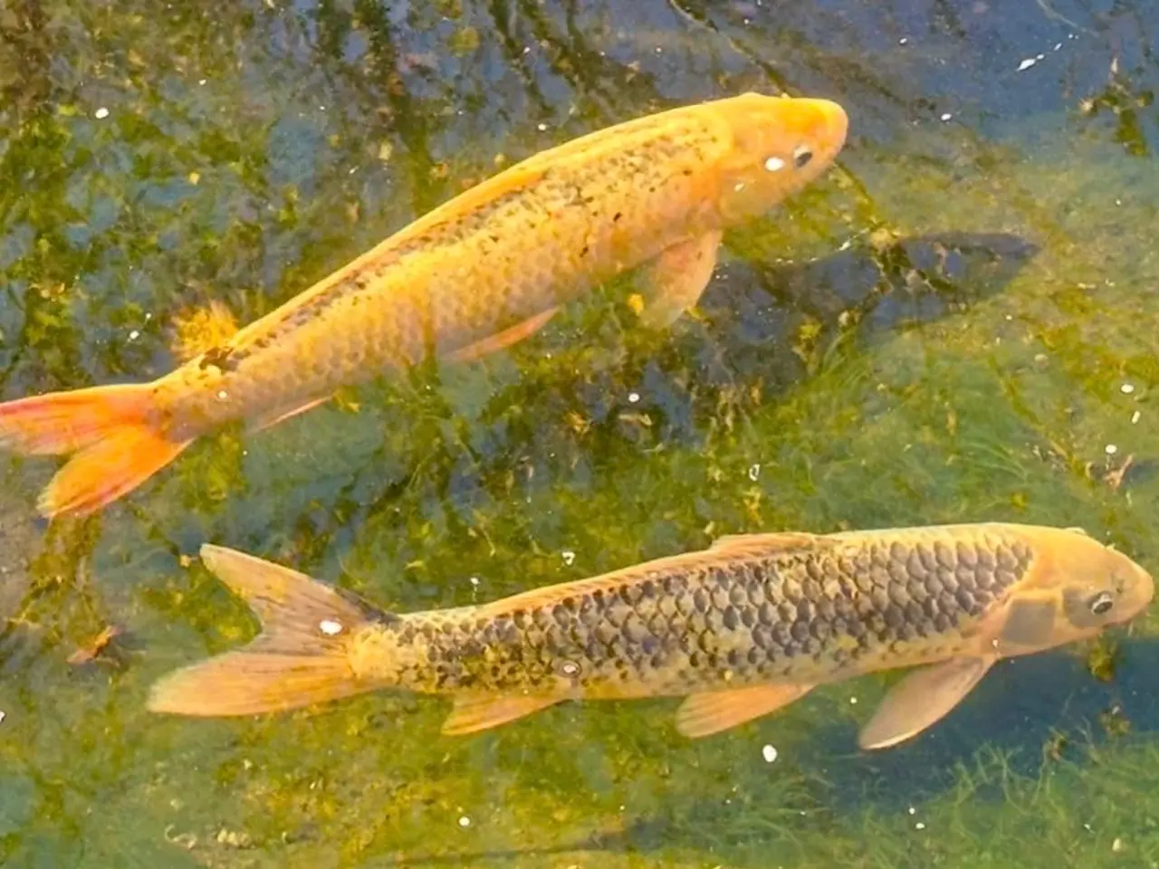 Billede 5 - 6 Koi SAMLET