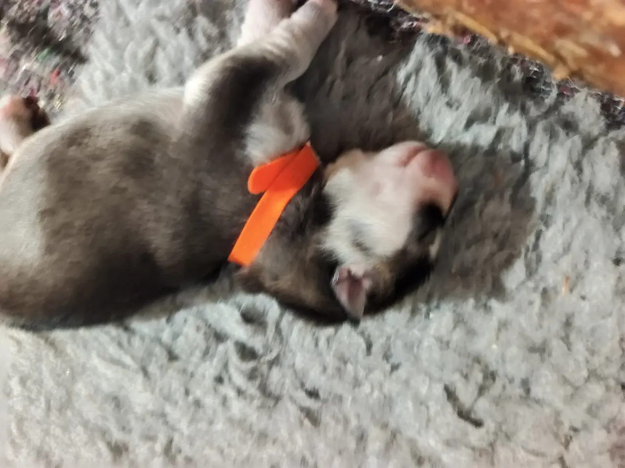 Billede 6 - Siberian Husky hvalpe søger hjem start september 