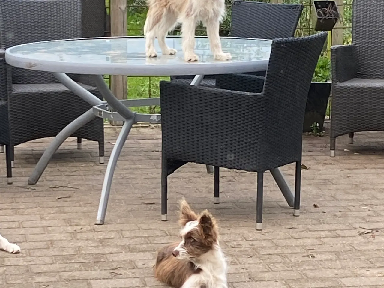 Billede 13 - Chinese crested Powder puff / Border collie