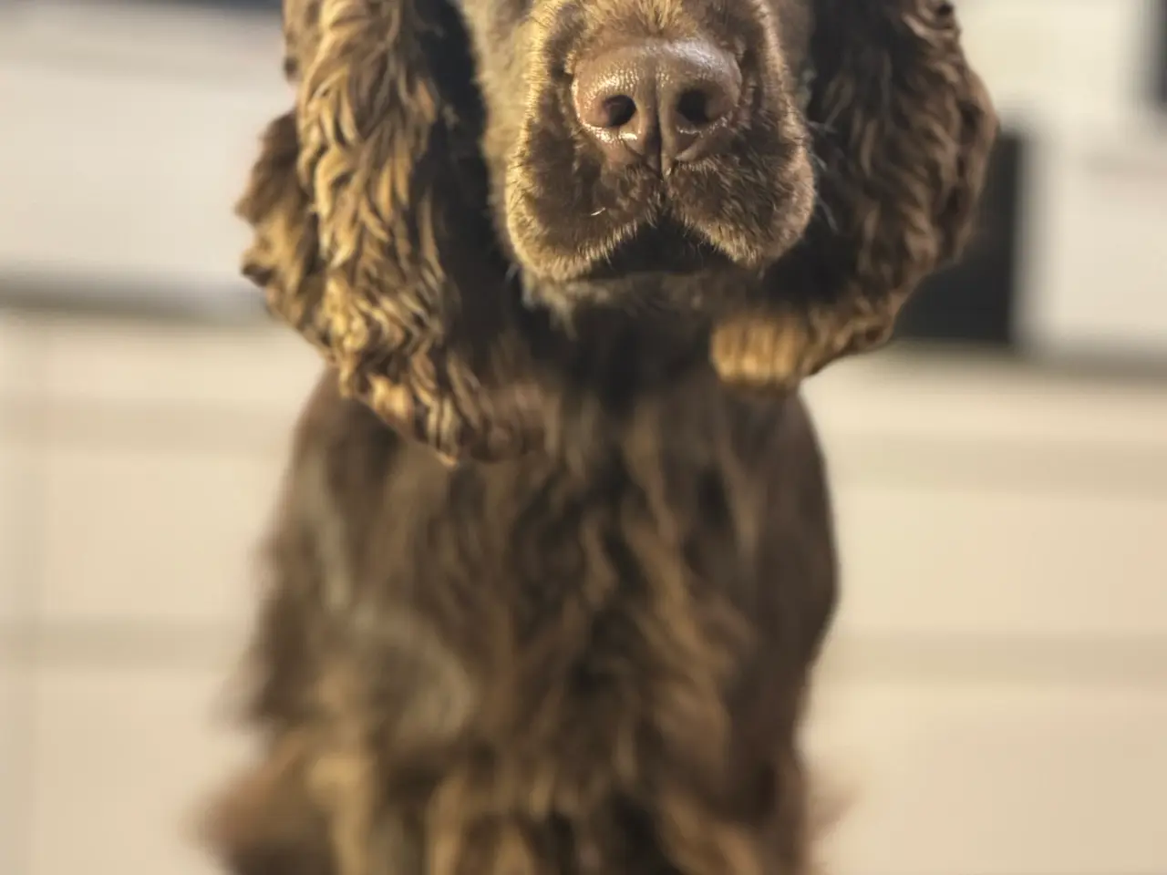 Billede 4 - Engelsk Cocker spaniel han til avl. Ikke til salg