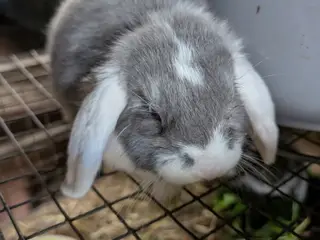 Kaniner mini lop