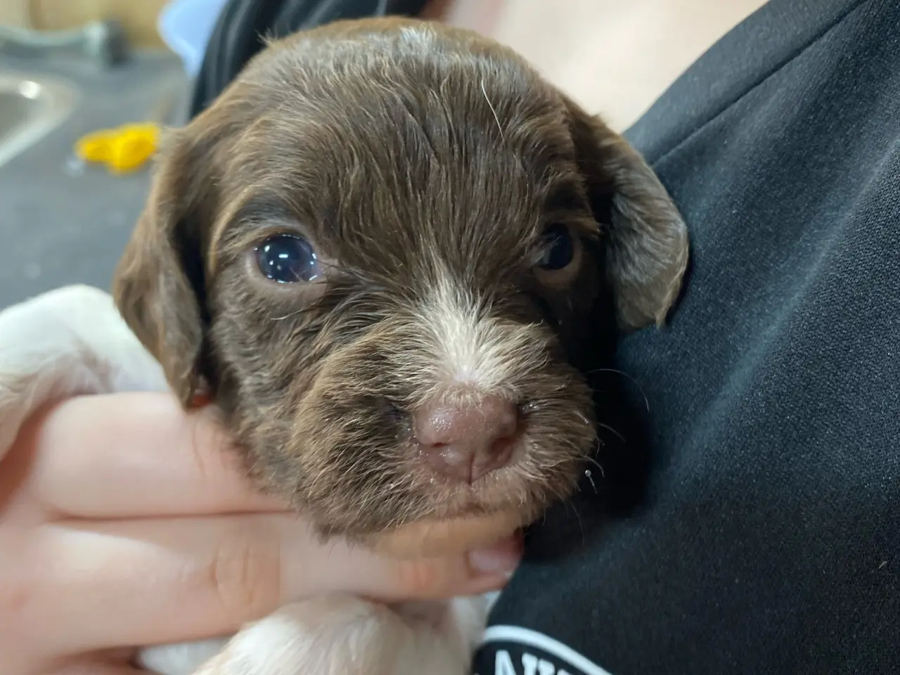 Billede 6 - FT Springer Spaniel hvalpe, salgsklar 10 maj