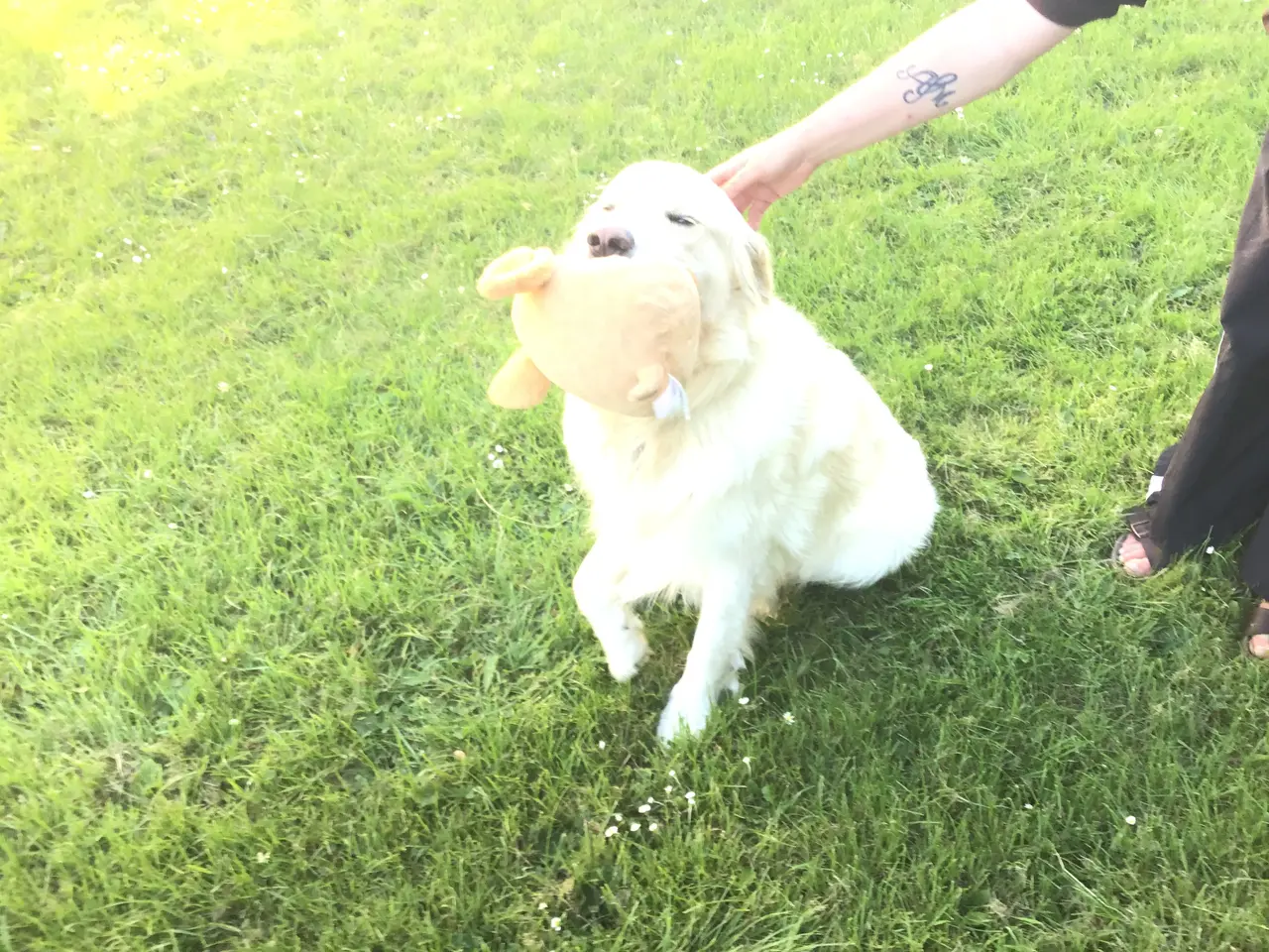 Billede 7 - Golden retriever hvalpe sælges.