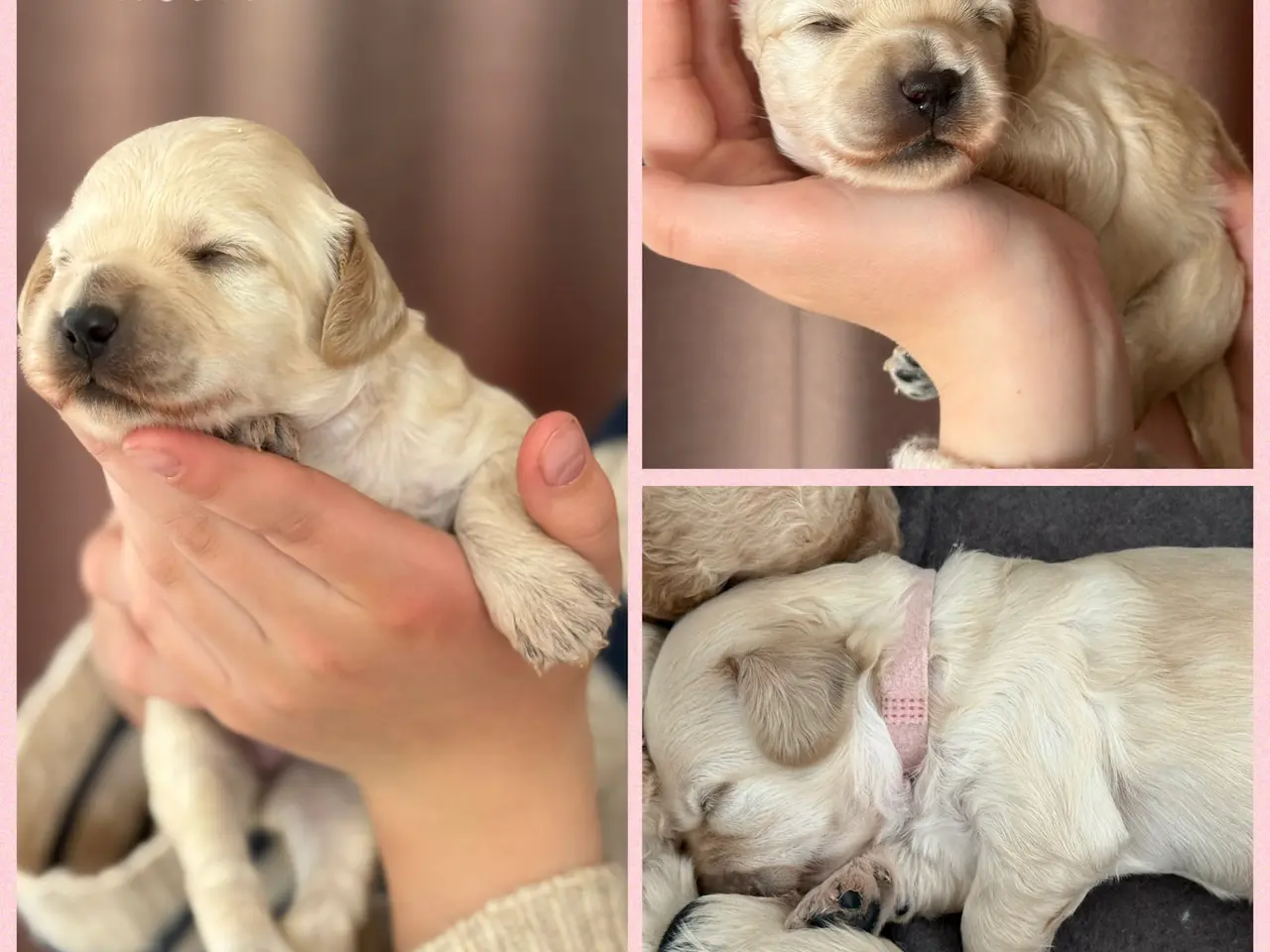 Billede 3 - Lækre Doodlehvalpe sælges 2 stk tilbage🐾🐾