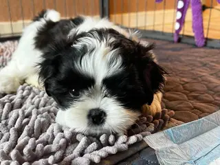 Shih Tzu hvalpe