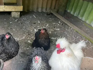 3 Høns og 1 hane sælges