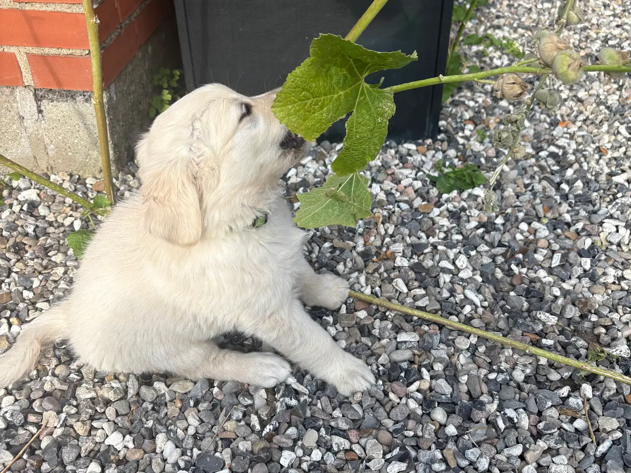 Billede 2 - Golden retriever hundehvalpe, 7 uger gamle