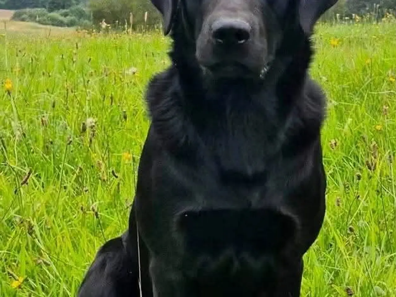 Billede 12 - ❤️ Smuk sort Formel 1 Labrador tæve