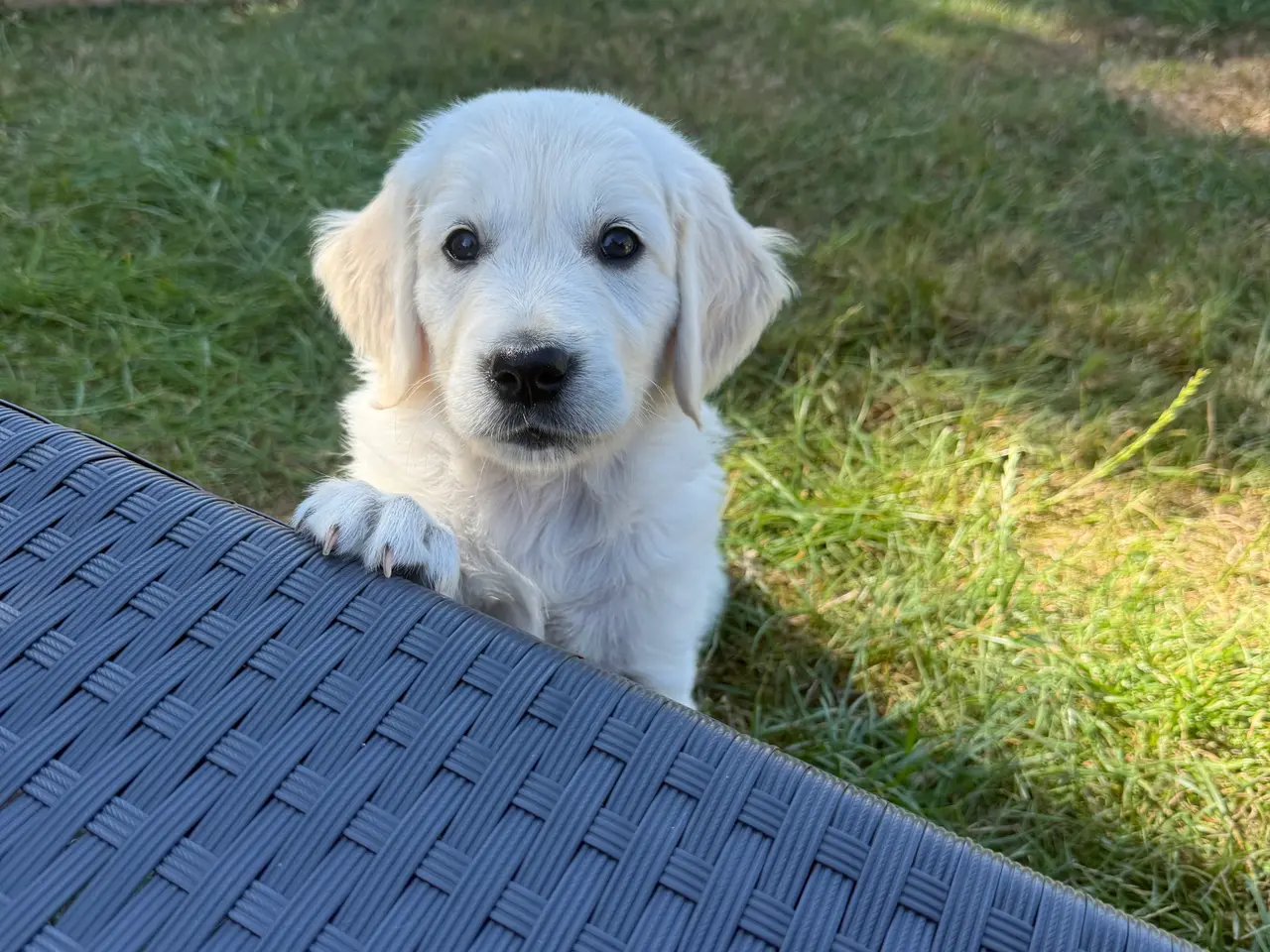 Billede 1 - 1 dejlige hanhunde Golden retriever