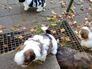 Ægte Shih Tzu hvalpe sælges
