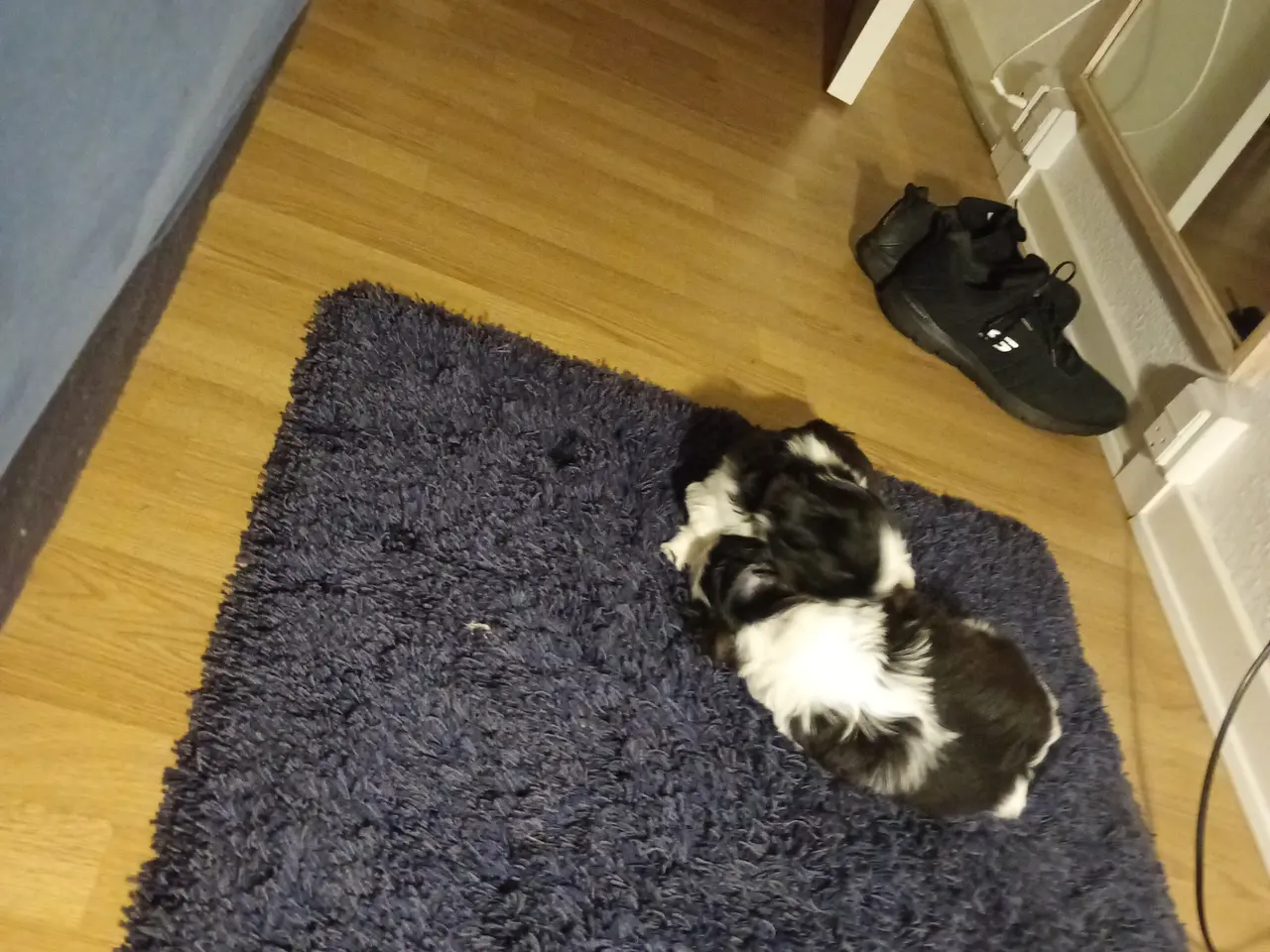 Billede 9 - De skønneste Shih Tzu hvalpe sælges.
