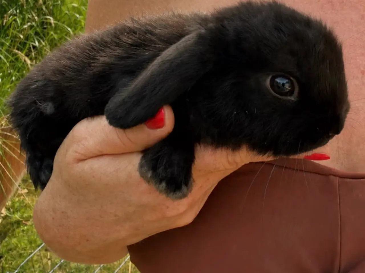Billede 1 - Mini lop kanin unge