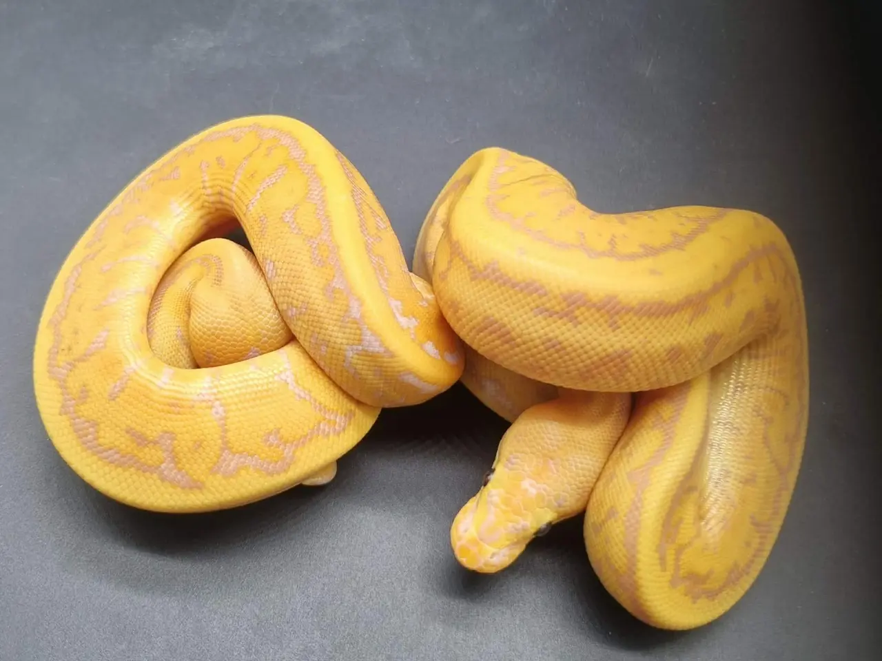 Billede 3 - Kongepythons til salg