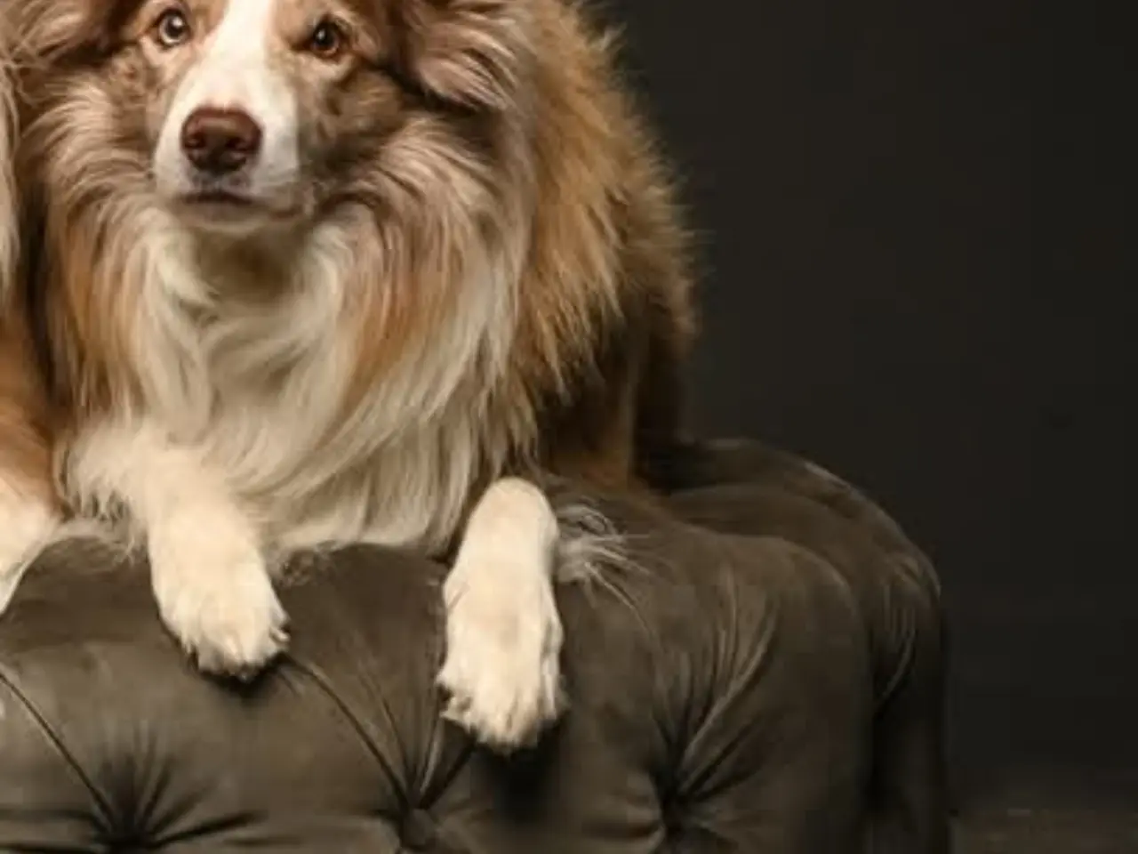 Billede 6 - Hvalpe  stamtavle FC-I Border Collie ADHD, Agility