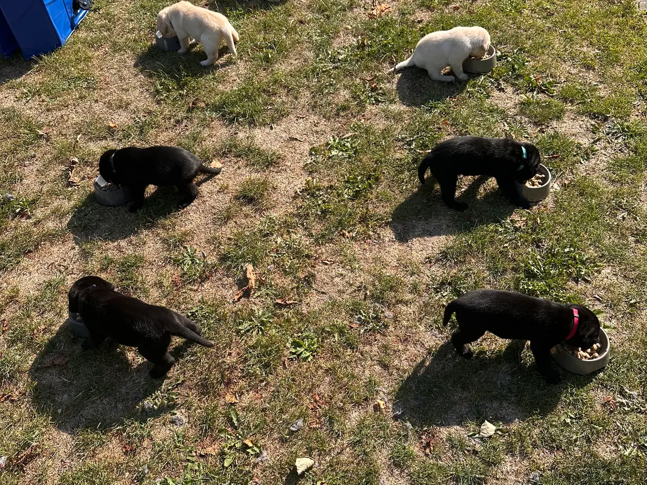 Billede 5 - 🐶 Labradorhvalp F1 søger kærligt hjem 